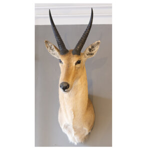 Southern reedbuck shouldermount