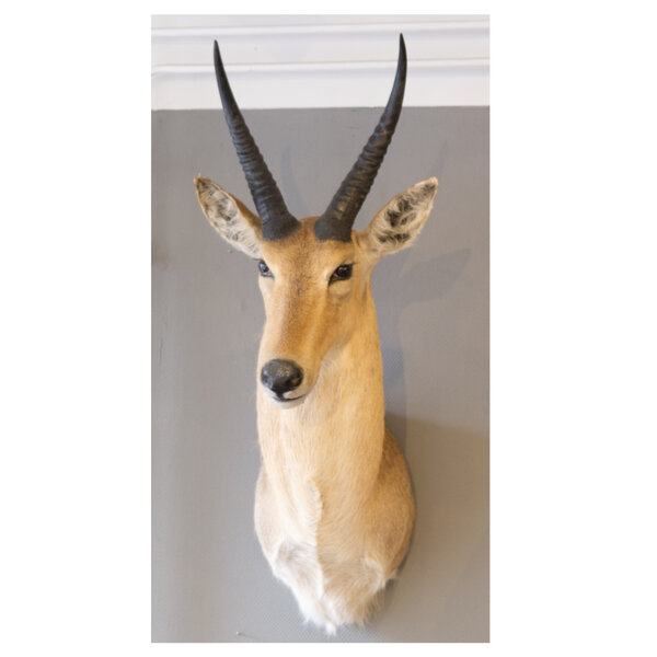 Großriedbock Schultermount