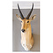 Southern reedbuck shouldermount