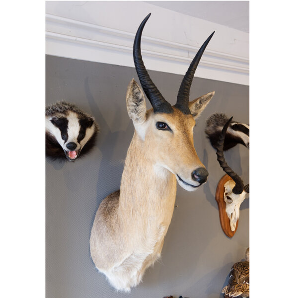 Großriedbock Schultermount