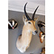 Southern reedbuck shouldermount