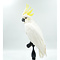 Mounted sulphur-crested cockatoo