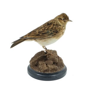 Mounted Eurasian skylark