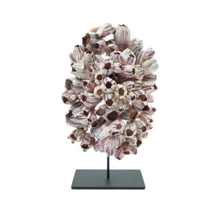 Barnacle cluster on pedestal (XL)