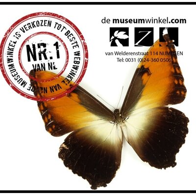 Best of the Netherlands!