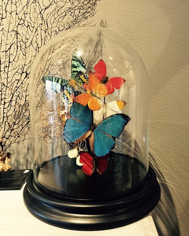 Inspiration - Mounted butterflies in your interior - DeMuseumwinkel.com