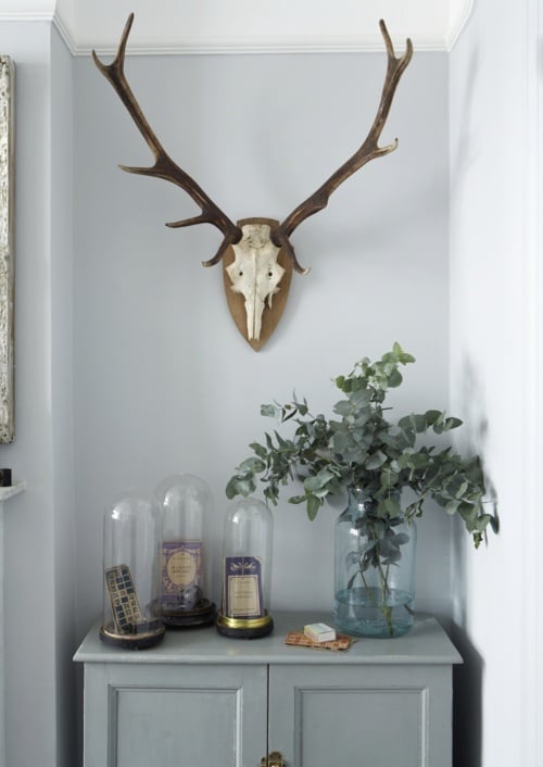 Red deer antlers in the Interior