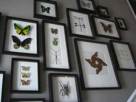 Our mounted butterflies in frame