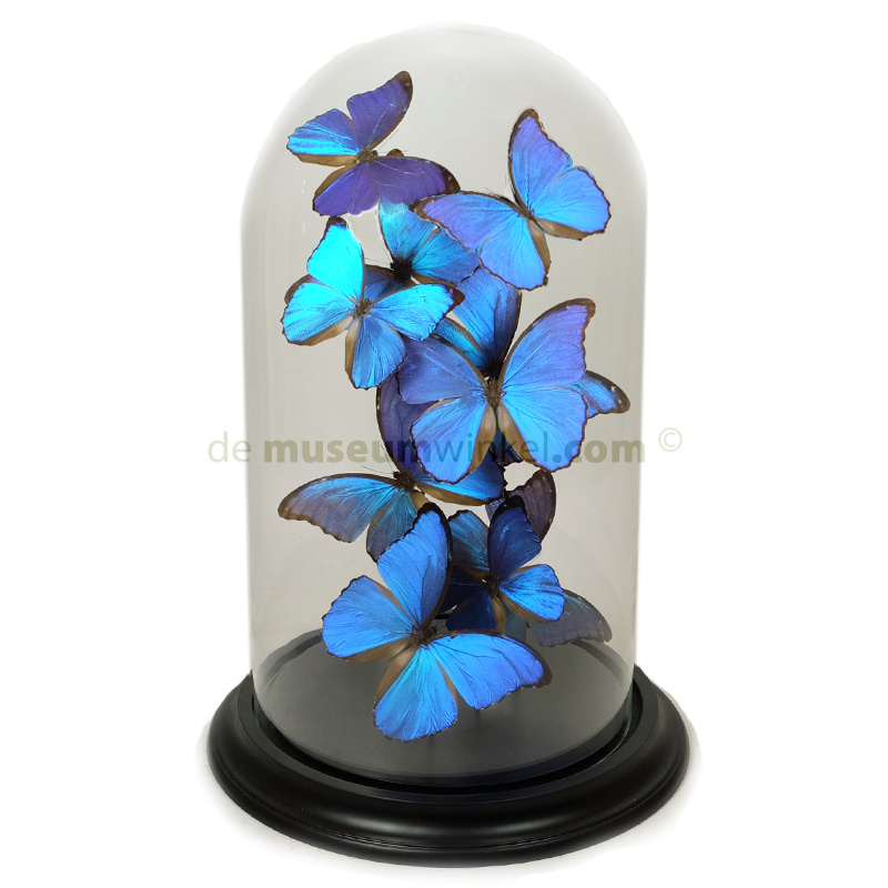 Decorative butterflies in dome