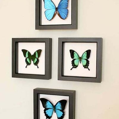 Opgezette vlinders aan de muur