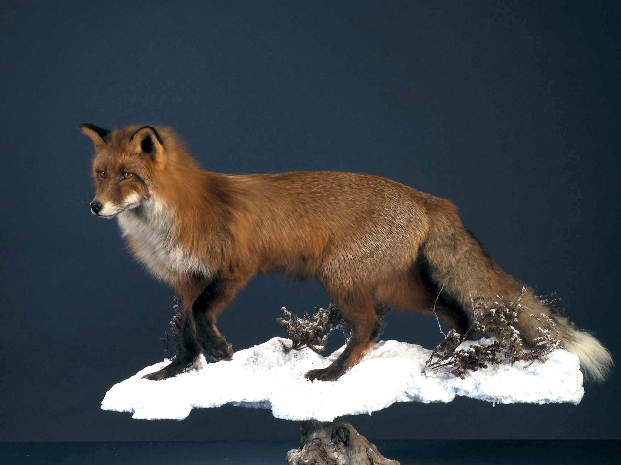 Dutch Championships Taxidermy