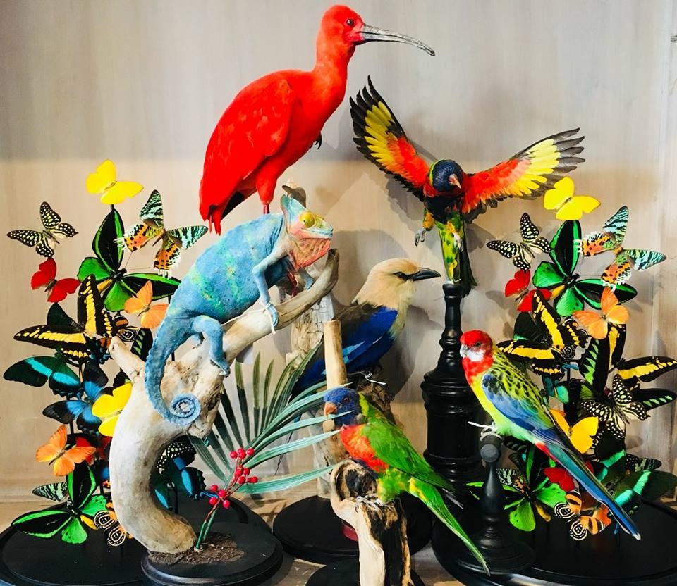 Taxidermy & Colour Explosion