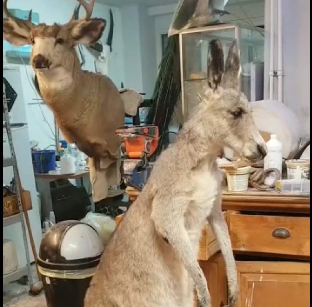 Animatronic taxidermy kangaroo