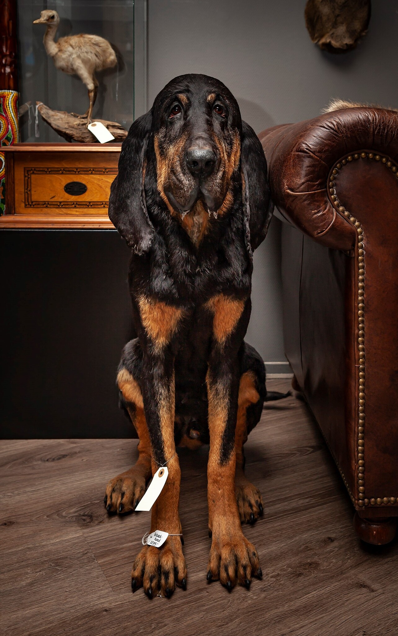 Nachricht Pet taxidermy