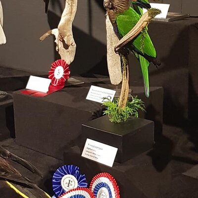 Dutch Championships Taxidermy and Best of Show