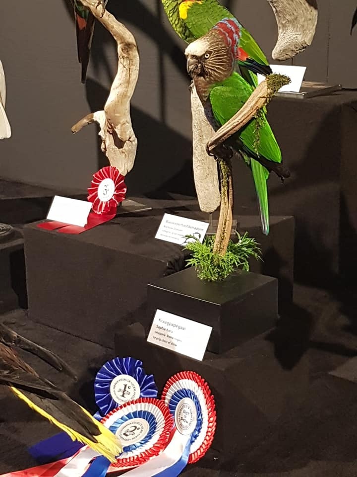 Dutch Championships Taxidermy and Best of Show
