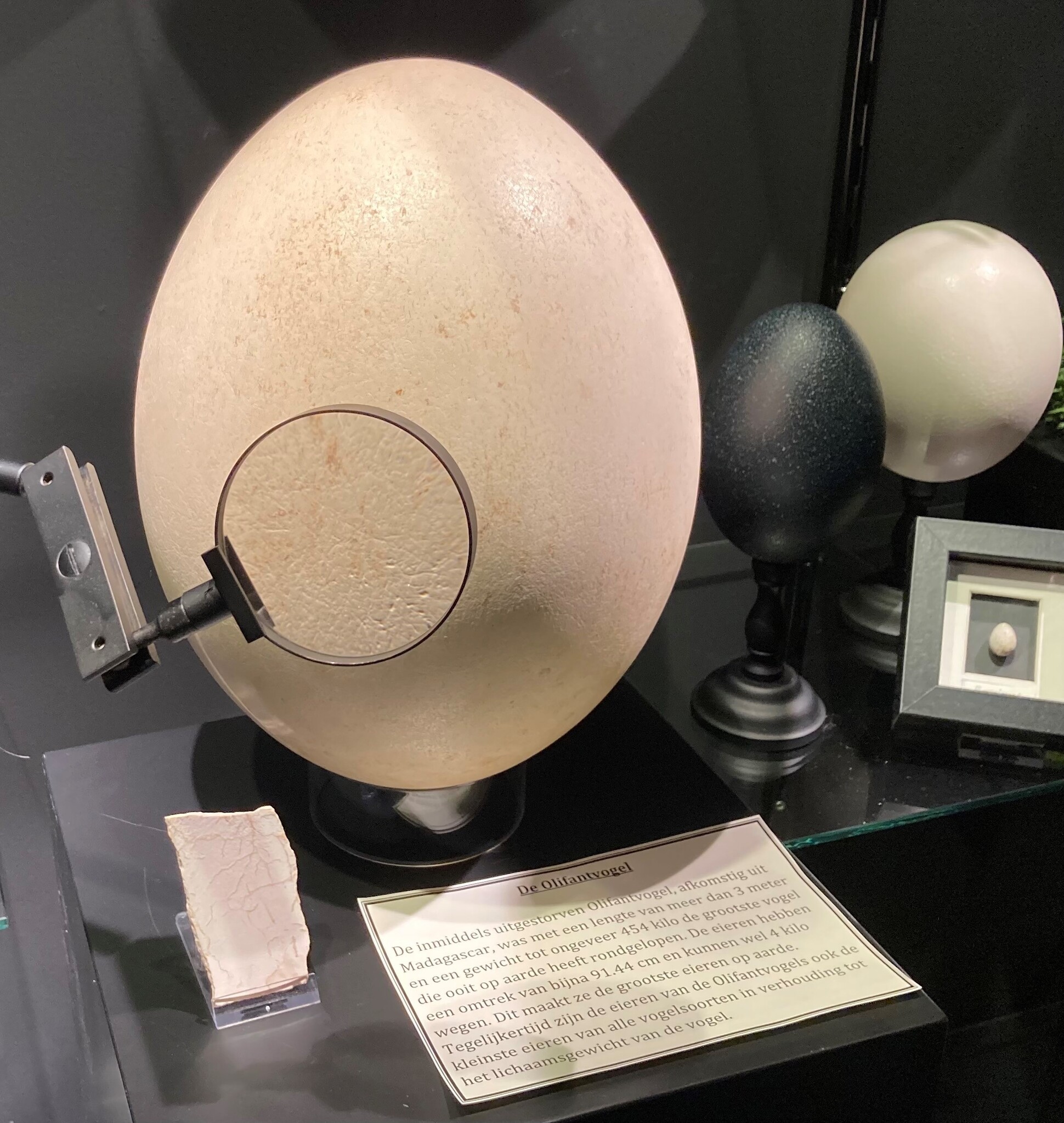 Het grootste ei ooit… ligt in de Museumwinkel.com in Nijmegen!