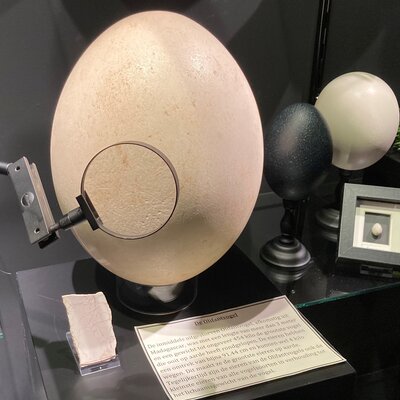 The biggest egg known to man… is on display at Museumwinkel.com in Nijmegen!
