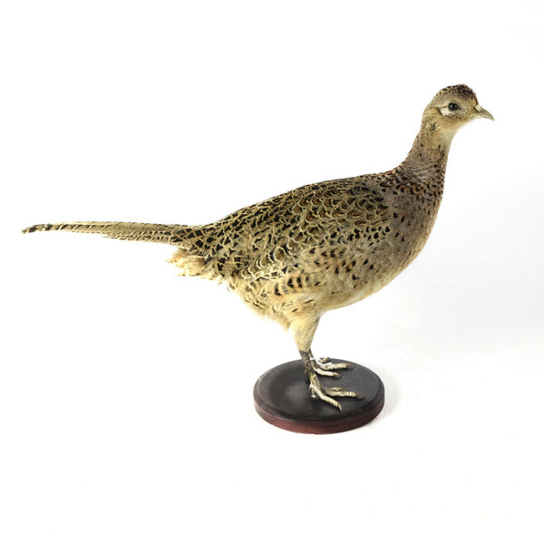 Mounted common pheasant ♀