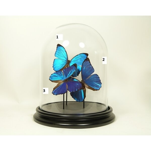 Stolp met Morpho Menelaus (3)