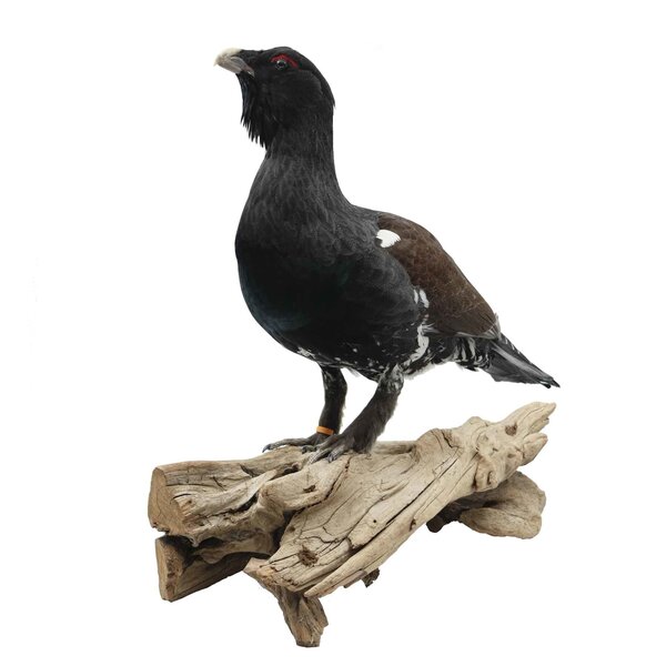 Präparierte Auerhuhn