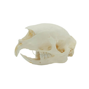 Skull Old World porcupine