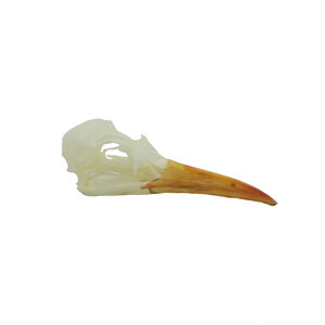 Schädel Inkaseeschwalbe