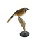 Mounted Lesser necklaced laughingthrush