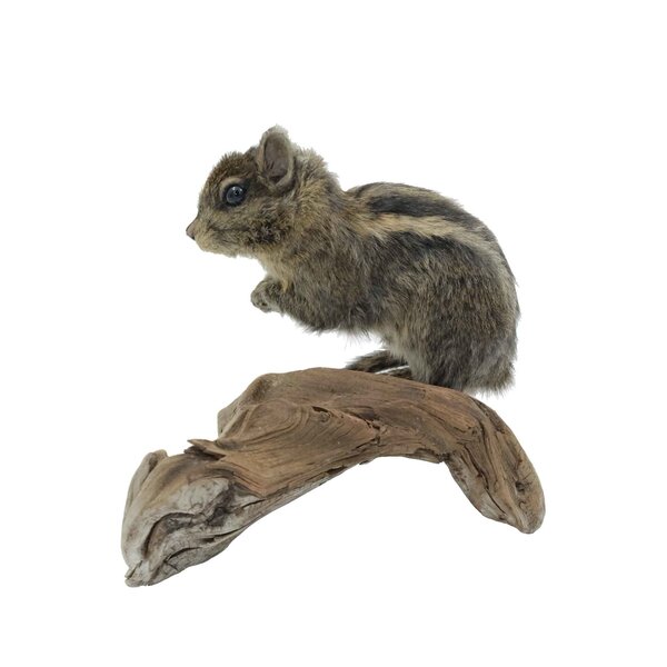 Opgezette Aziatische gestreepte grondeekhoorn