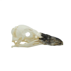 Skull Humboldt penguin