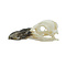 Skull Humboldt penguin