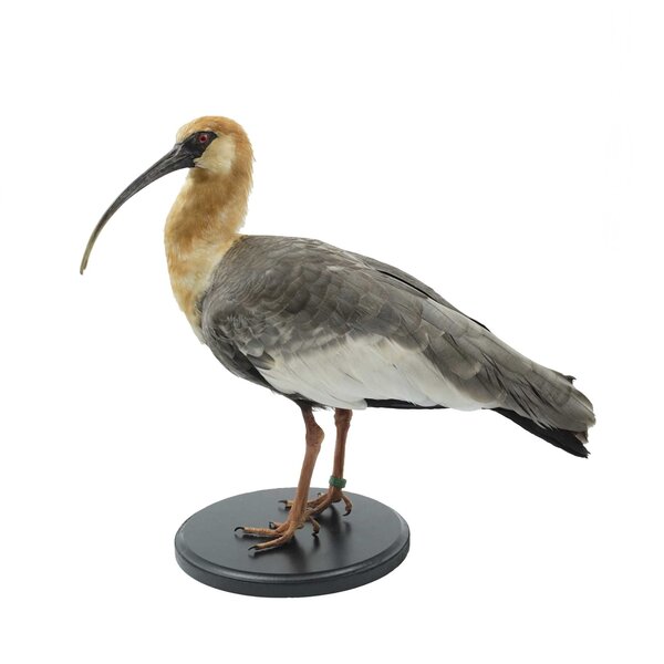 Präparierter Schwarzzügelibis