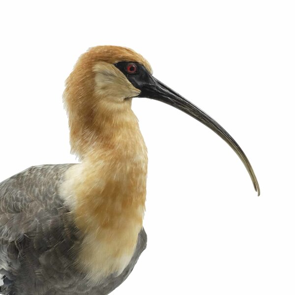 Opgezette zwartmaskeribis