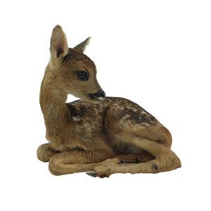 Präparierte Kitz - Bambi