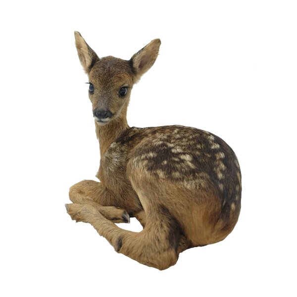 Präparierte Kitz - Bambi