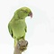 Mounted Rose-ringed parakeet