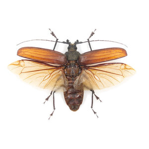 Xixuthrus Microcerus Lunicollis - flying