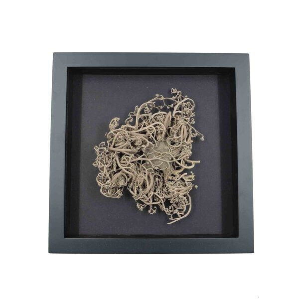 Basket starfish in frame