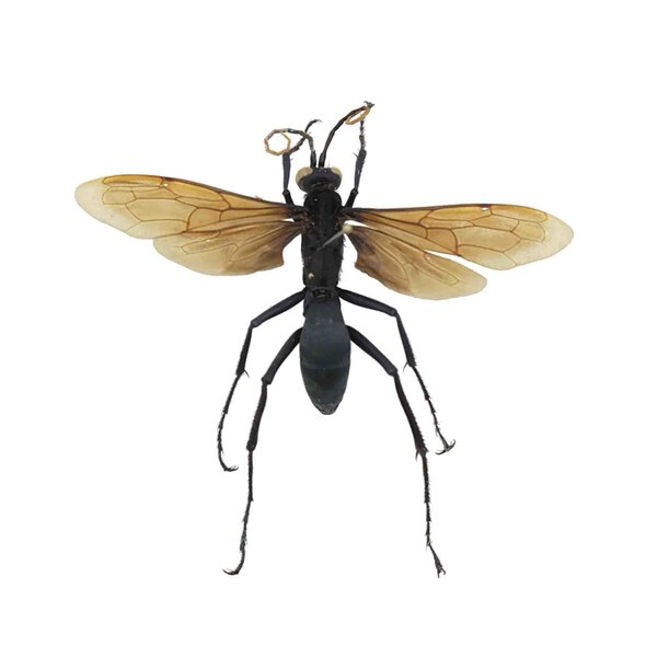 Pepsis heros dried / papered