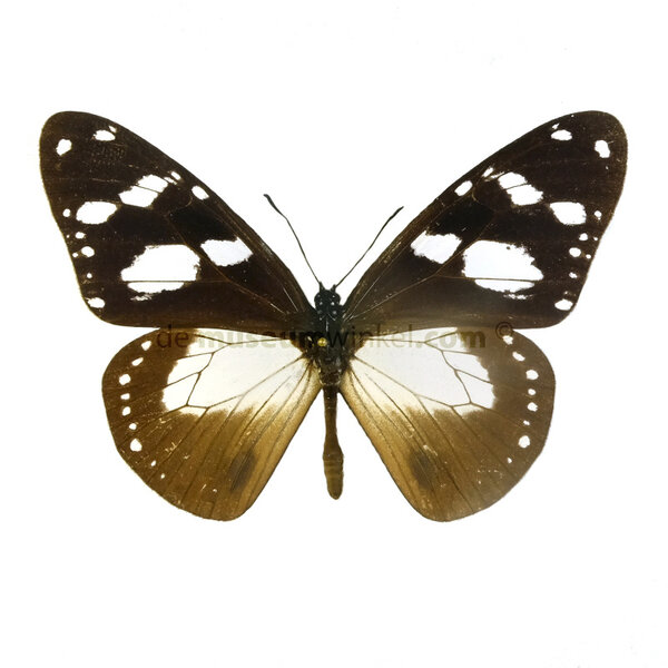 Amauris niavius ongeprepareerd