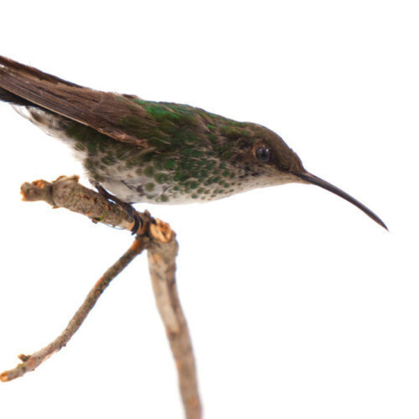 Mounted hummingbird