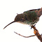 Opgezette kolibrie