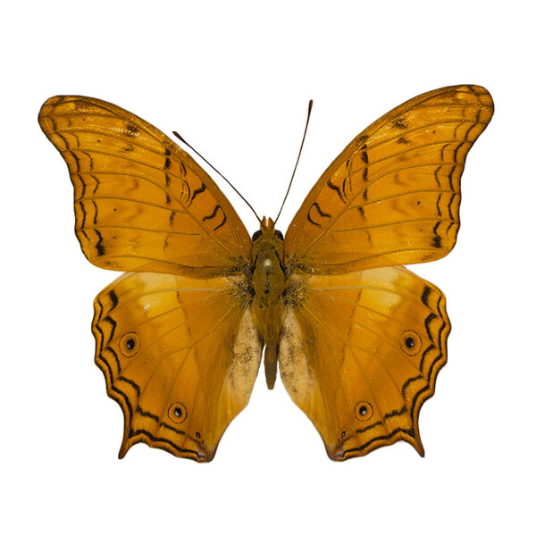 Vindula erota ongeprepareerd