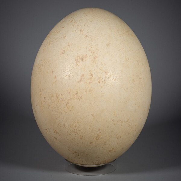 olifantsvogel ei (Aepyornis maximus)