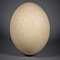Aepyornis maximus eier