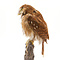 Mounted Ferruginous pygmy owl