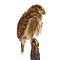 Mounted Ferruginous pygmy owl