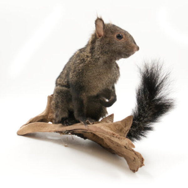 Mounted Yucatan squirrel