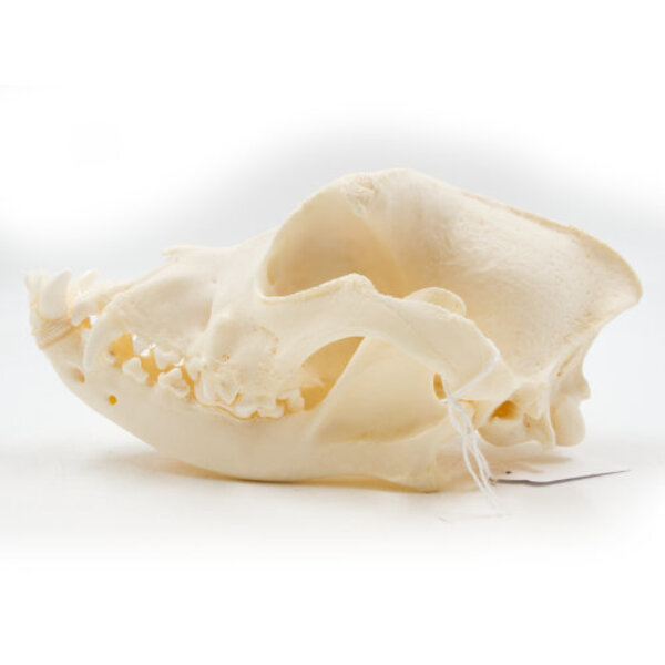Skull of a dog (old english bulldog)