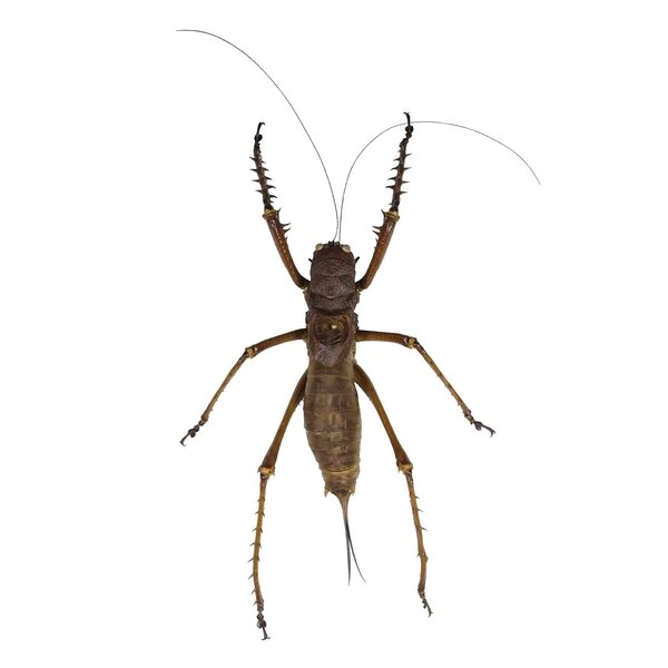 Panoploscelis specularis unpräpariert